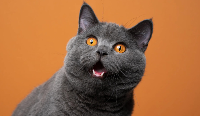 When Is a Cat Considered Recovered After FIP Treatment