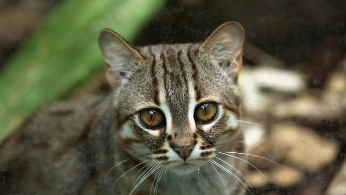 What Tests Are Needed When FIP Is Suspected