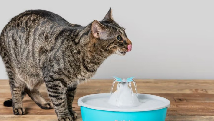 Does FIP Medication Affect a Cat’s Liver or Immune System