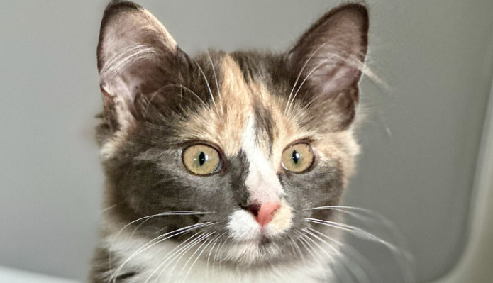 How long does it take for the FIP virus 