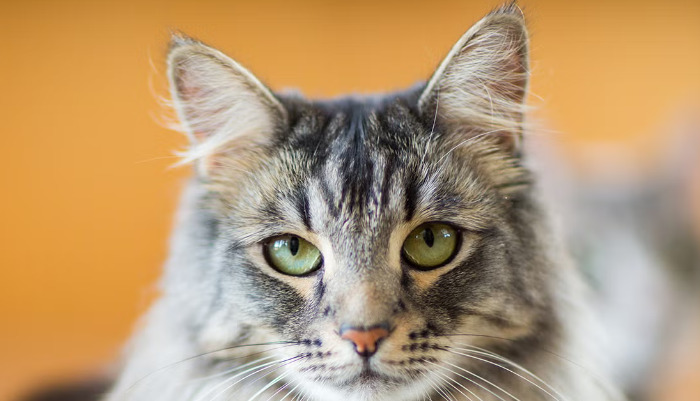 Does Loss of Appetite Indicate Possible FIP