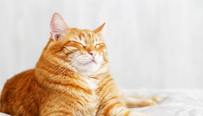 How to treat FIP in its early stages