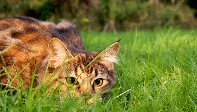 Does a Cat Need to Fast Before FIP Testing