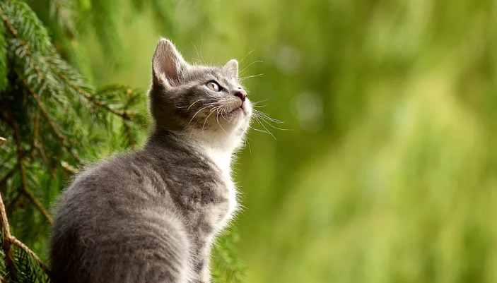 Is FIP Diagnosis Based on a Comprehensive Assessment