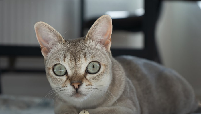 Most Common Mistakes Owners Make During FIP Treatment