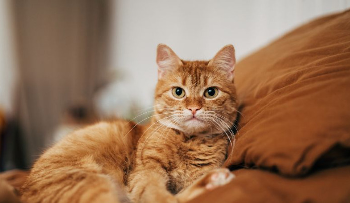 Why Completing the Full Course of FIP Medication Is Important