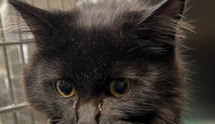 Can Diarrhea in Cats Develop Into FIP