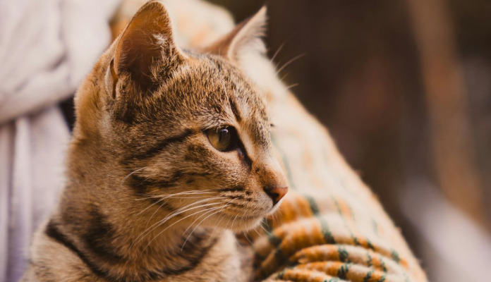 Can Cats Have FIP Without Fever