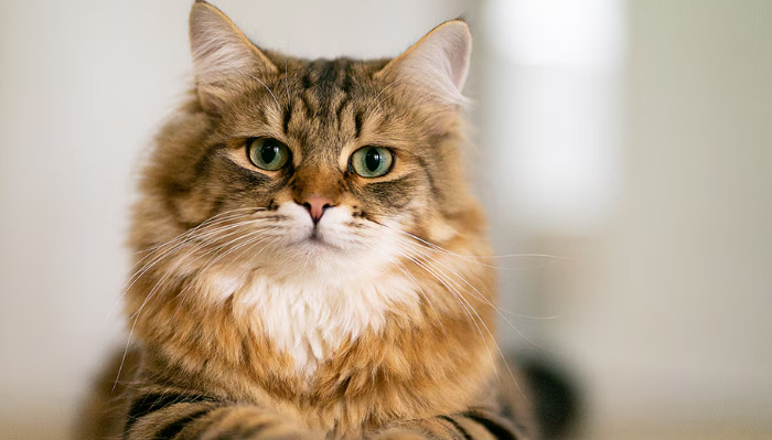 What Does “Suspected FIP” Mean in Veterinary Diagnosis