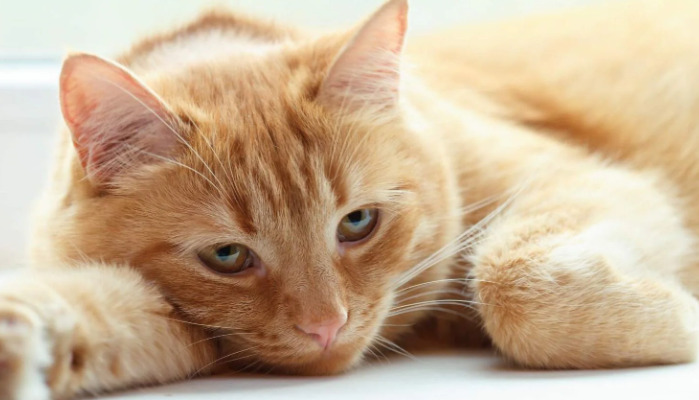 How to Monitor a Cat’s Condition During FIP Treatment