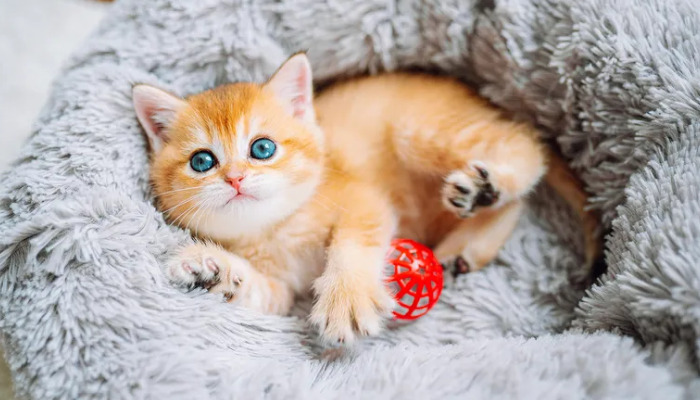 Does Moving House Increase the Risk of FIP