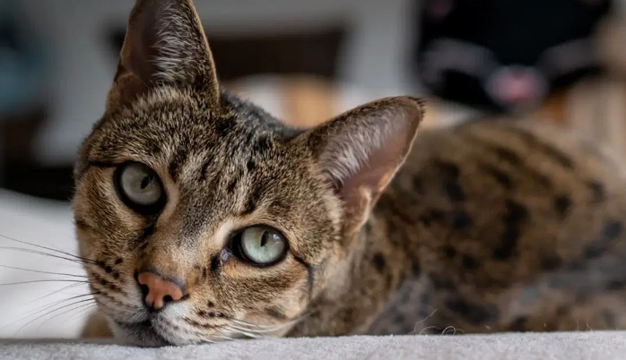 FIP oral medication for cats