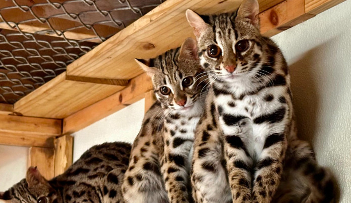 How to Detect FIP Through Blood Culture