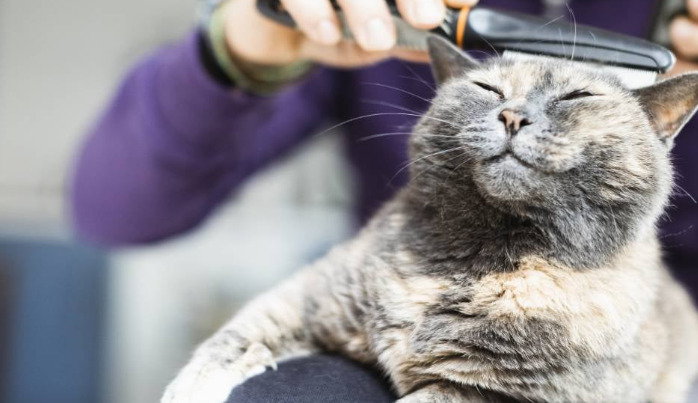 Is Suspected FIP Always a Death Sentence