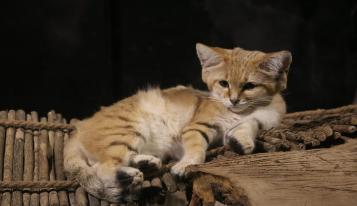 Effectiveness of Immunotherapy for FIP