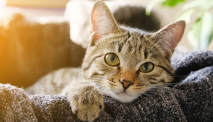 What Is the Total Cost of a Full Course of FIP Treatment