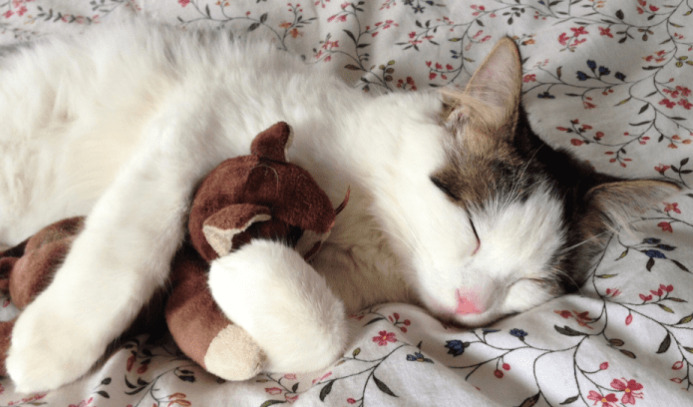 Post-vaccination precautions for FIP