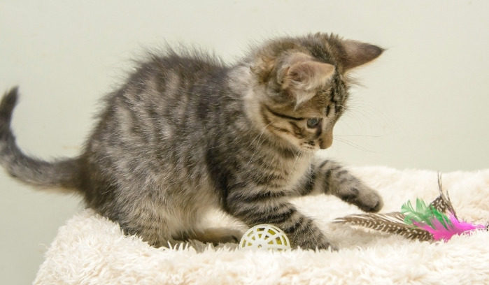 Is FIP Still Fatal For Cats In 2026