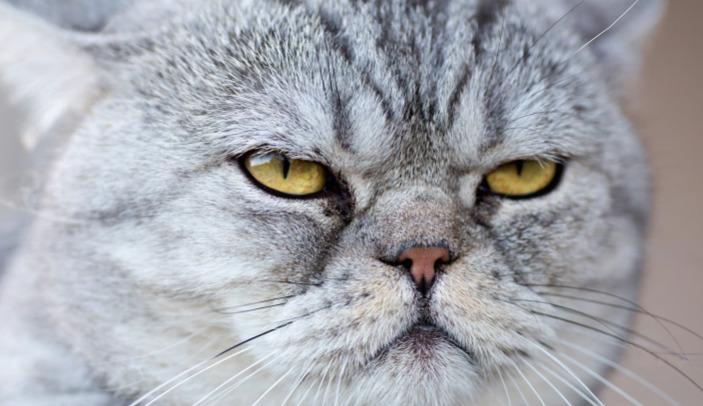 Early Signs Of FIP In Cats