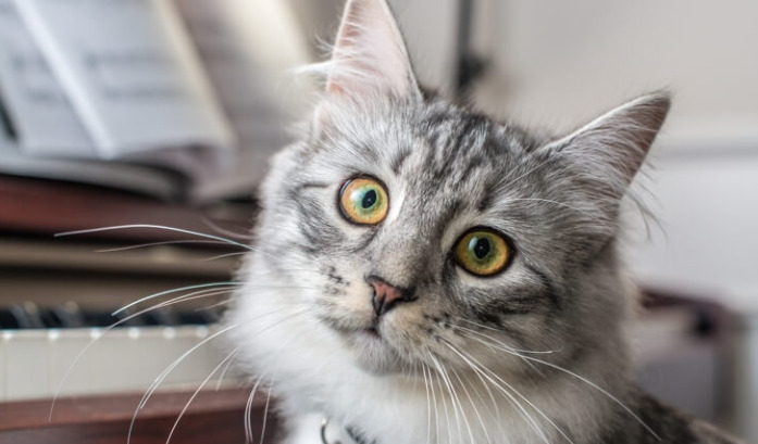 How Soon Can Improvement Be Seen After Starting FIP Treatment