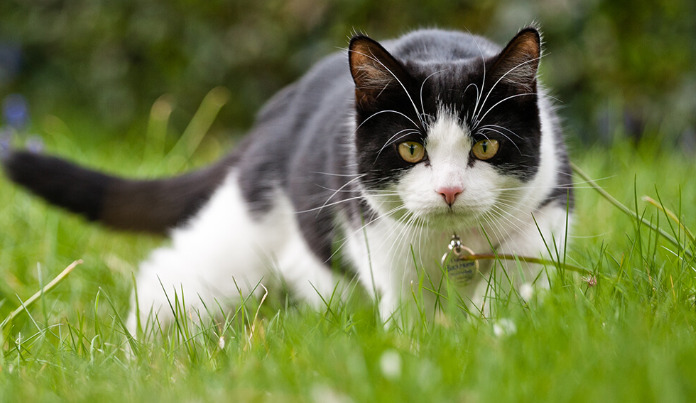FIP Relapse in Cats