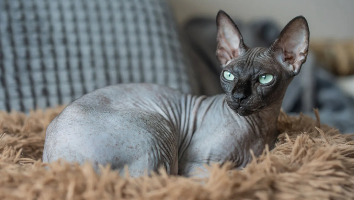 Does FIP Cause Chronic Diarrhea in Cats