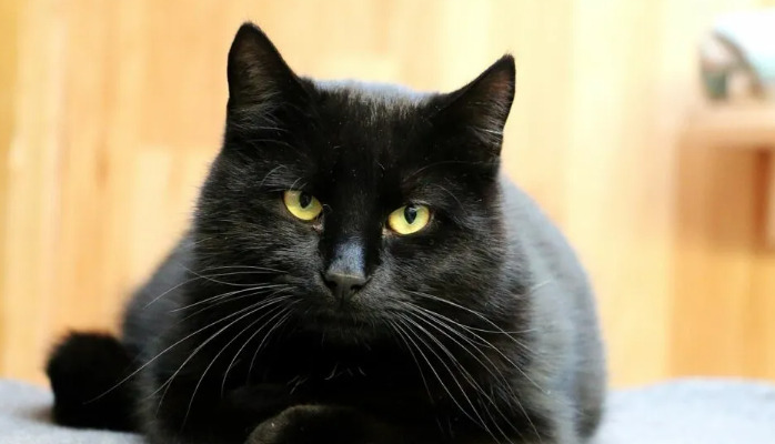 Is Liver Support Necessary During FIP Treatment