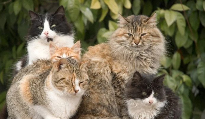 What Blood Test Abnormalities Are Common