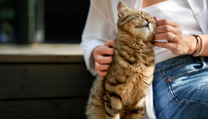 Is Staying up Late With Cats Bad for Their Health