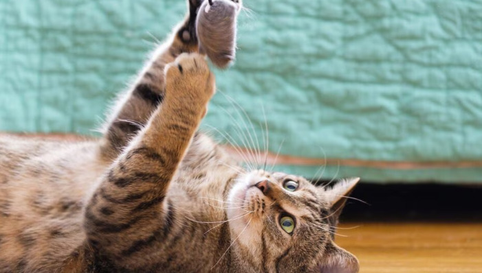 Is Dry FIP Harder to Treat Than Wet FIP