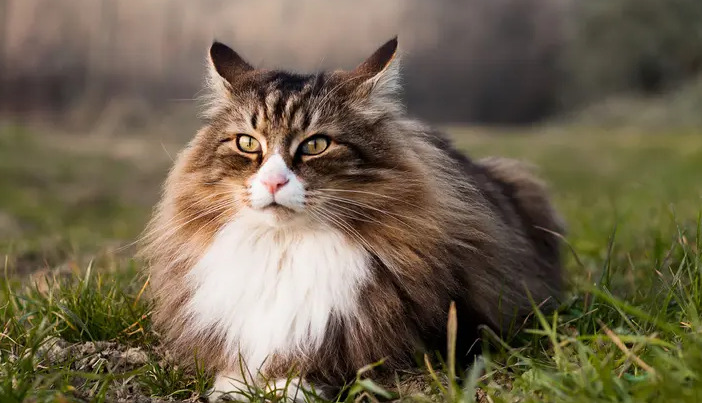 Key Benefits Of NeoFipronis For Feline Infectious Peritonitis