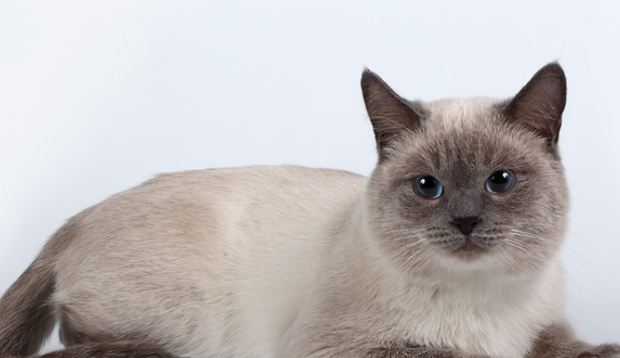 How Long Does It Take to Cure FIP