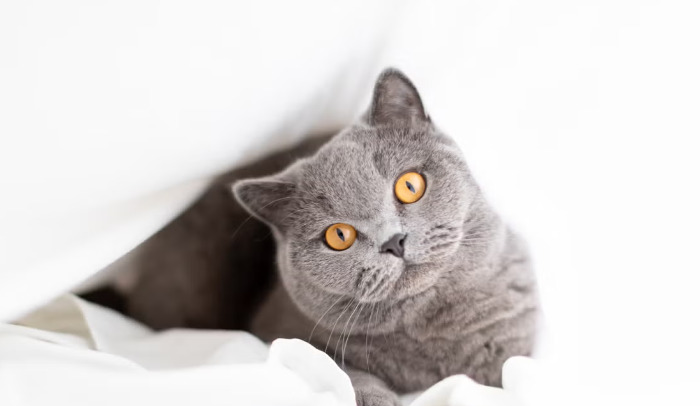 Can FIP Medication Be Used in Kittens Safely