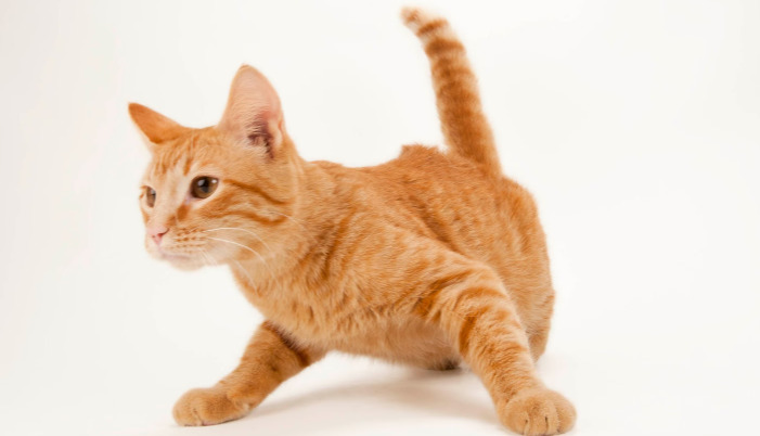 Are Follow-Up Tests Necessary During FIP Treatment