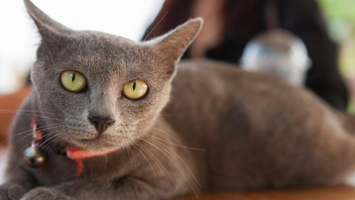 Can Early Treatment of FIP Cure It