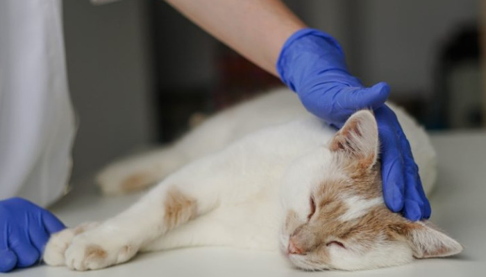 Is there a chance of survival for an untreated cat with FIP