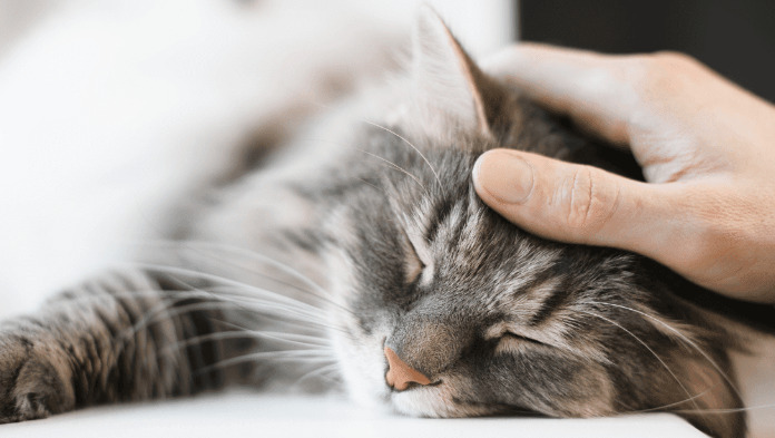 How to Reduce FIP Risk After Spay or Neuter Surgery