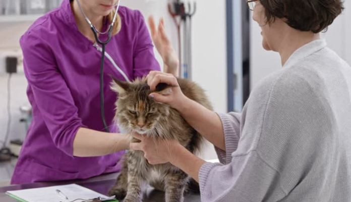 oral GS-441524 dosage for cats