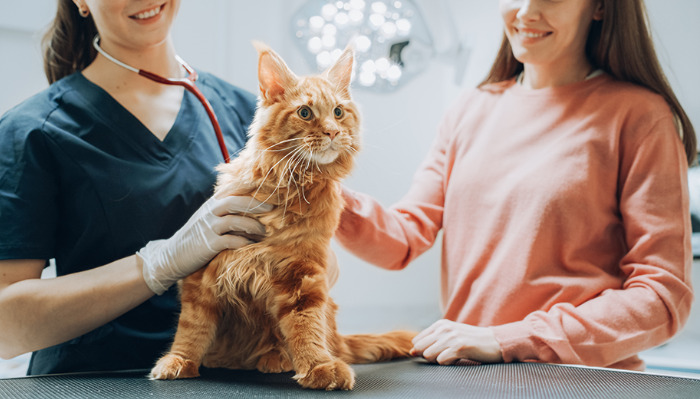 Benefits Of Non Invasive FIP Treatment Options