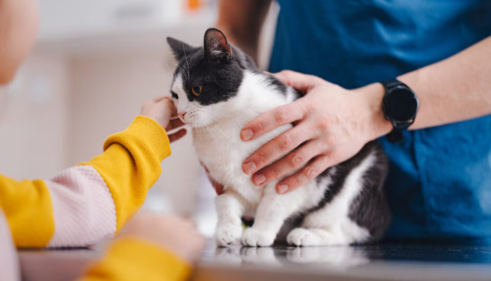 Kidney Damage Manifestations in FIP