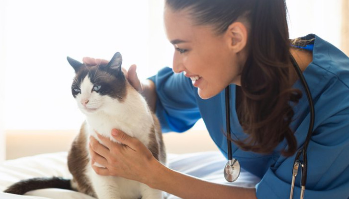 Are Medication Protocols the Same for Wet and Dry FIP