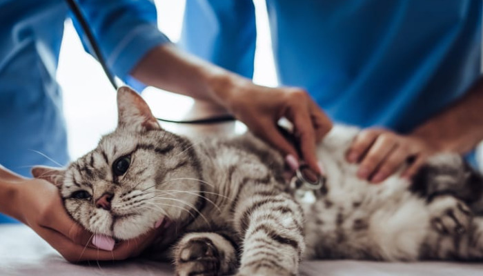 Does Delaying FIP Diagnosis Worsen the Condition