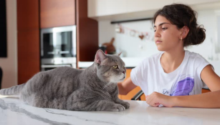 Can Cats Eat Canned Food During FIP Treatment