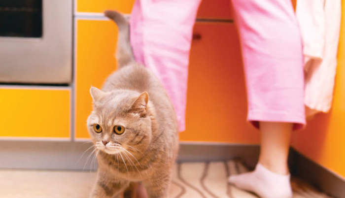 Why Do Vets Often Say “Suspected FIP”