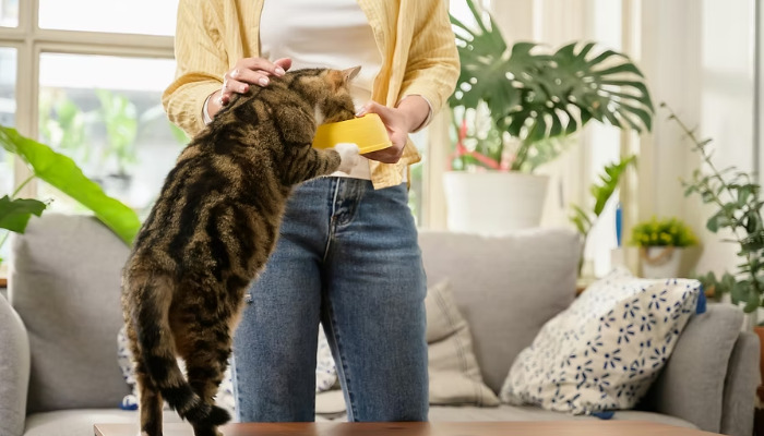 Can FIP Be Diagnosed Through Ongoing Observation