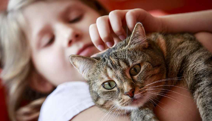 Can Sharing a Litter Box Increase the Risk of FIP