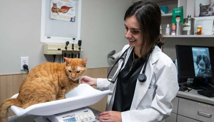 Does FIP Medication Affect the Liver or 