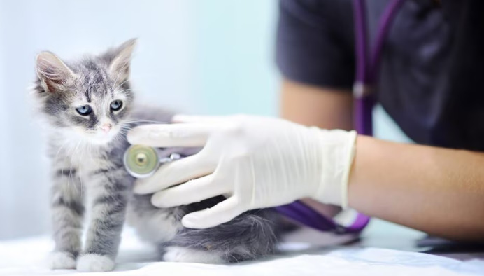 When Should FIP Treatment Start After Diagnosis