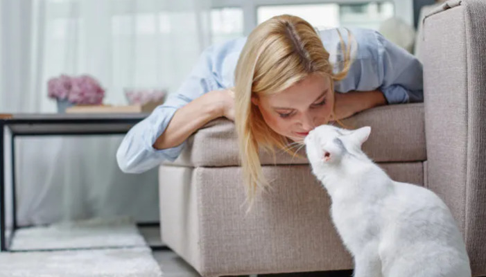 How to Prevent FIP in Indoor Cats