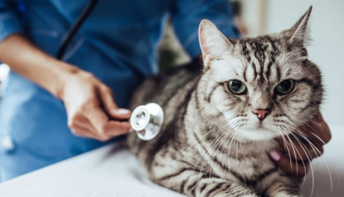 Can FIP Medication Be Started Before a Definitive Diagnosis